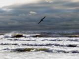 OceanSeagulCanvas.jpg